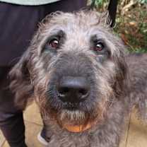 Thumbnail photo of CHAMPION ~ High Agility & IQ! #1