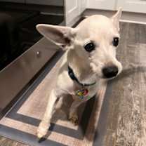 adopt-pet