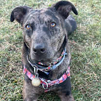 Thumbnail photo of Remi - MA #1