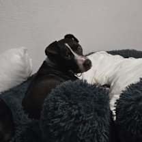 Thumbnail photo of Shiloh #1