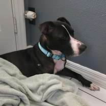Thumbnail photo of Shiloh #2