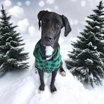 adopt-pet