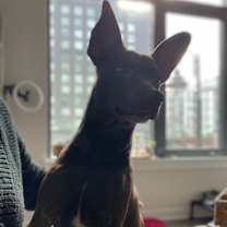 Thumbnail photo of Java Hershey #2