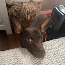 Thumbnail photo of Java Hershey #3