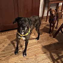 Thumbnail photo of Gunner (fka Landen) #4