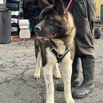 Thumbnail photo of Toby #3