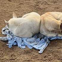 Thumbnail photo of TENOR & BASS #3