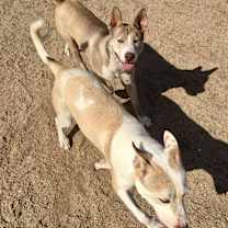 Thumbnail photo of BASS & TENOR #4