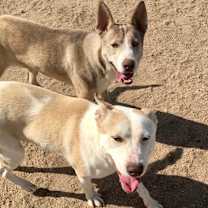 Thumbnail photo of TENOR & BASS #1