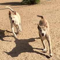 Thumbnail photo of TENOR & BASS #2