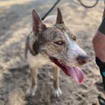 Thumbnail photo of TENOR & BASS #4