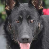 Thumbnail photo of Onyx von Oelsnitz #1