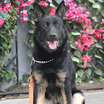 Thumbnail photo of Onyx von Oelsnitz #2