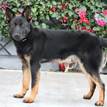 Thumbnail photo of Onyx von Oelsnitz #3