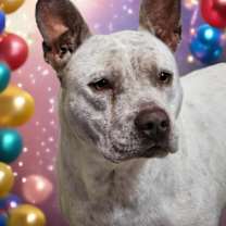 Thumbnail photo of Milkshake #2