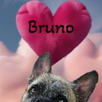 Thumbnail photo of Bruno #2