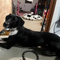 Thumbnail photo of Miss Oreo #3