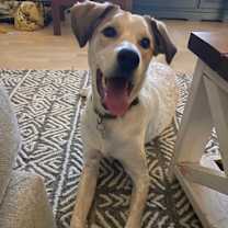 adopt-pet