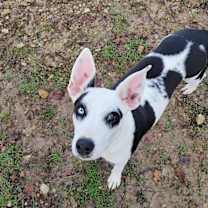 Thumbnail photo of DAISY #3