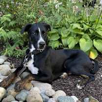 Thumbnail photo of Eichel #1