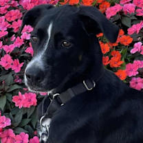 Thumbnail photo of Eichel #3