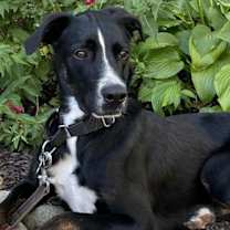 Thumbnail photo of Eichel #4