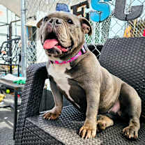 Thumbnail photo of Pebbles #3