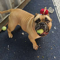 Thumbnail photo of Bam-Bam #1