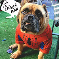 Thumbnail photo of Bam-Bam #2