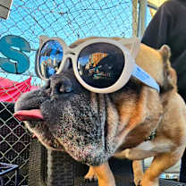 Thumbnail photo of Bam-Bam #3