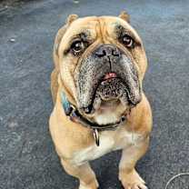 Thumbnail photo of Bam-Bam #4