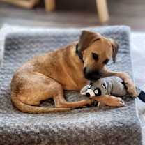 Thumbnail photo of Herman #2