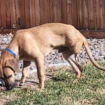 Thumbnail photo of Herman #3