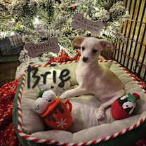 Thumbnail photo of Brie #4