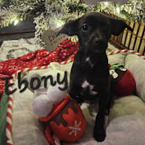 Thumbnail photo of Ebony #4