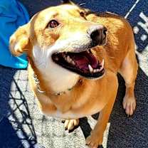 Thumbnail photo of Biscuit #2