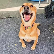 Thumbnail photo of Biscuit #3