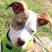 Thumbnail photo of Petey #4