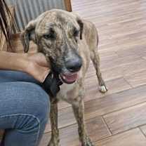 Thumbnail photo of Glen (TX) #2