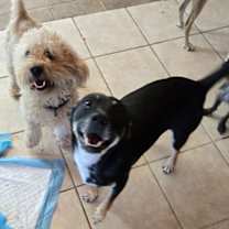 Thumbnail photo of Stew #2