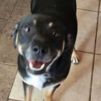 Thumbnail photo of Stew #4