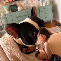 adopt-pet