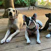 Thumbnail photo of Penny #2