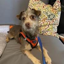 Thumbnail photo of Scruffy #1