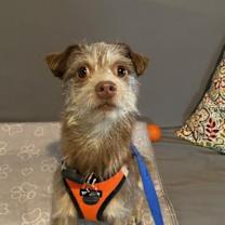 Thumbnail photo of Scruffy #2