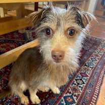 Thumbnail photo of Scruffy #3