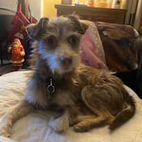 Thumbnail photo of Scruffy #4