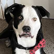 Thumbnail photo of Reggie #1