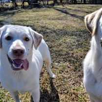 Thumbnail photo of Big Boy #4