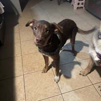 Thumbnail photo of Teddy #2